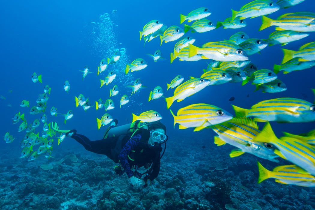 scuba diving with school of fish