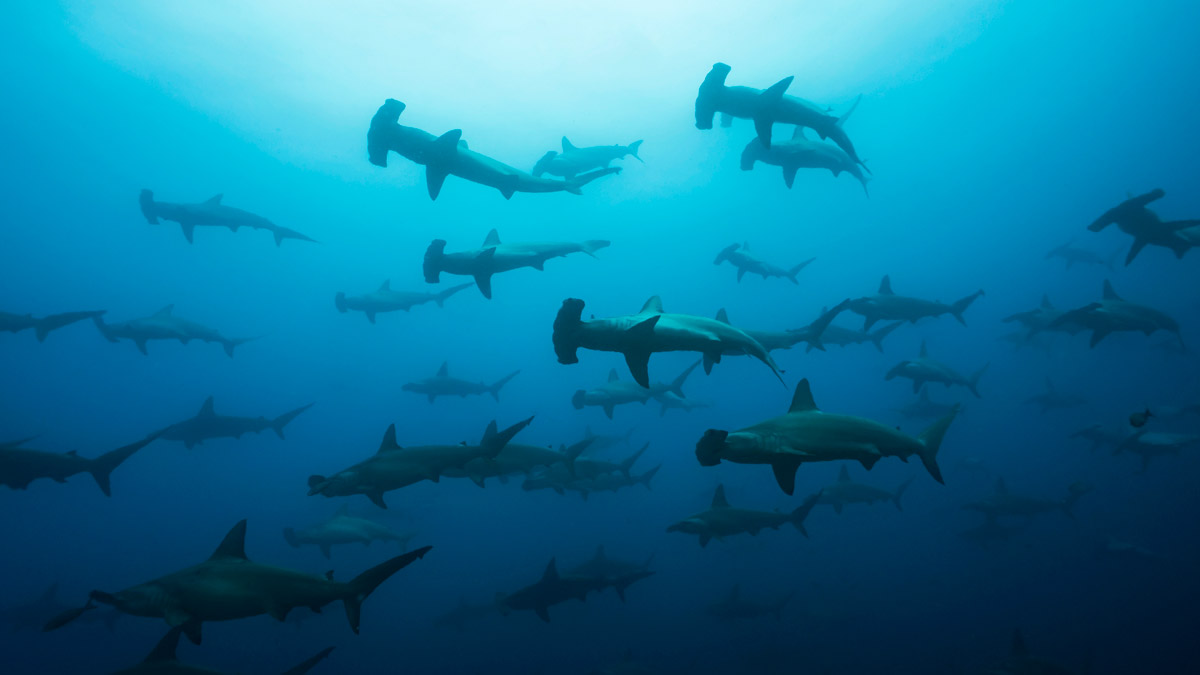 Hammerhead sharks