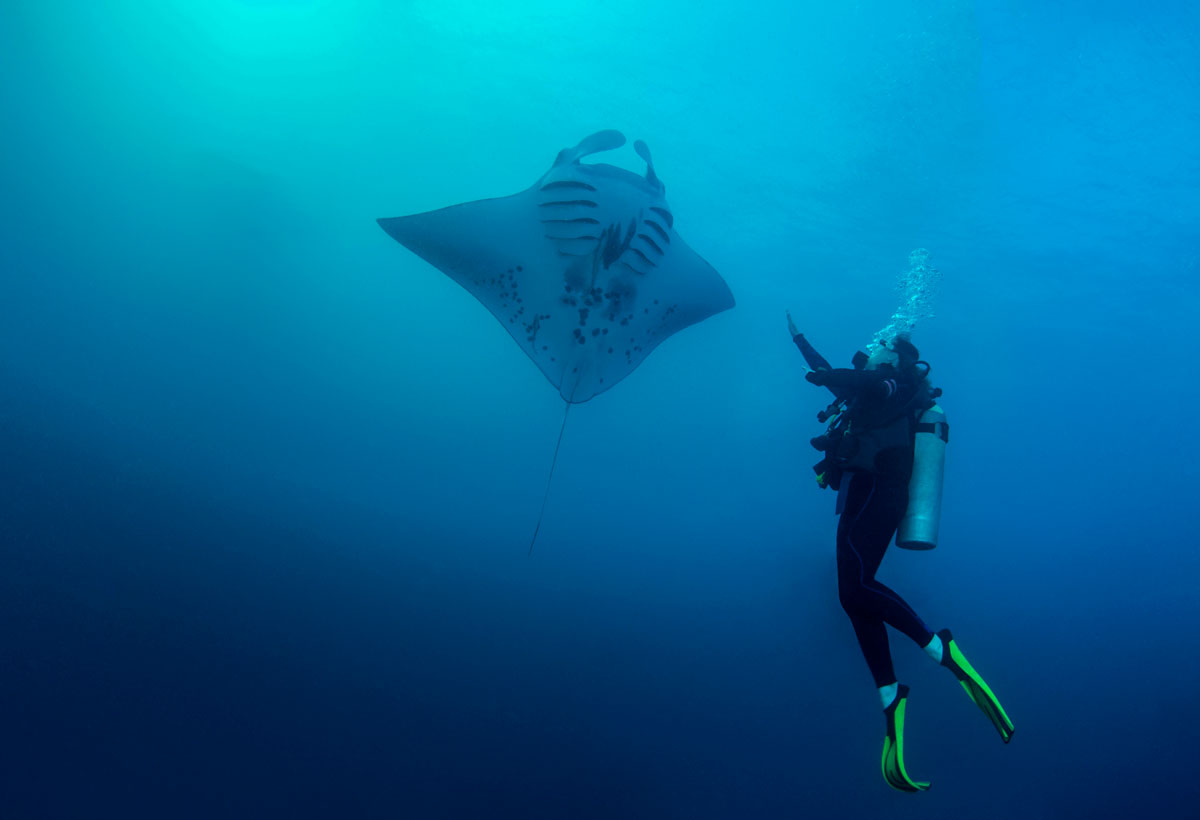 Manta ray and scuba diver