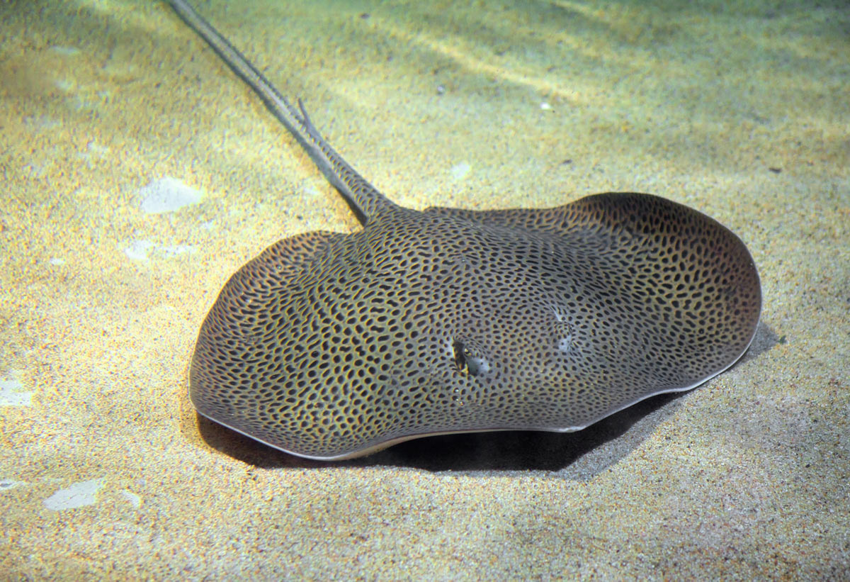 Stingray