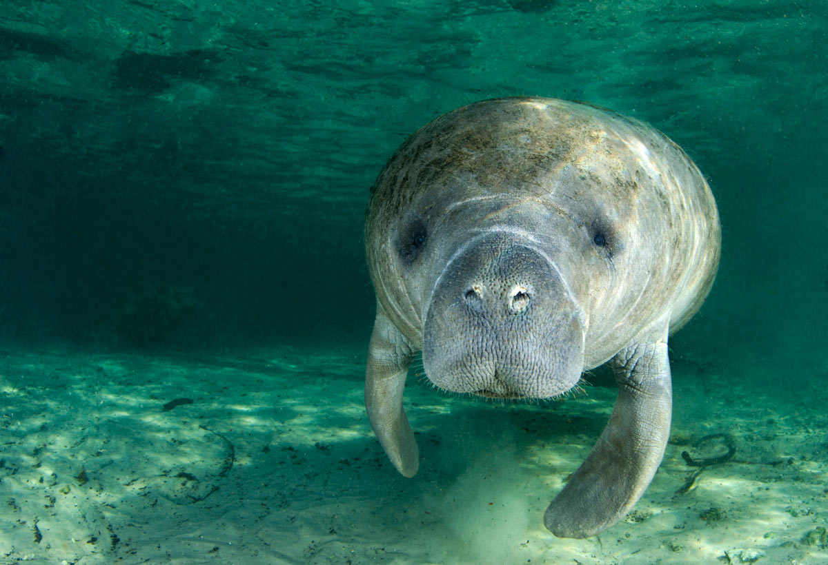 Mistaken for Mermaids? A Closer Look at Manatees Scuba Diving News