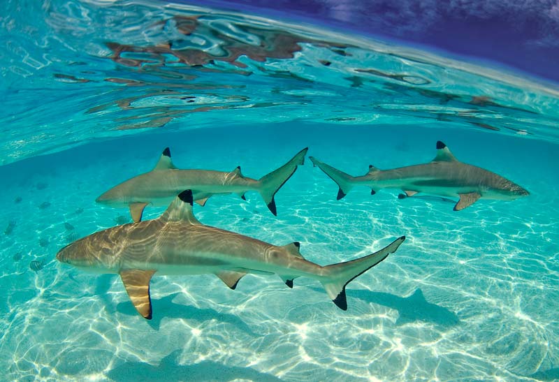  requin de récif à pointe noire