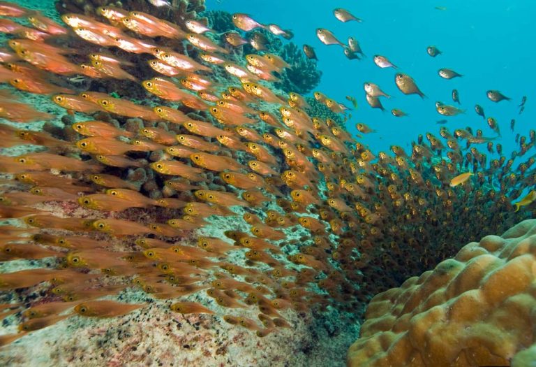 What Makes A Fish A Fish? Common Characteristics of Fishes Scuba