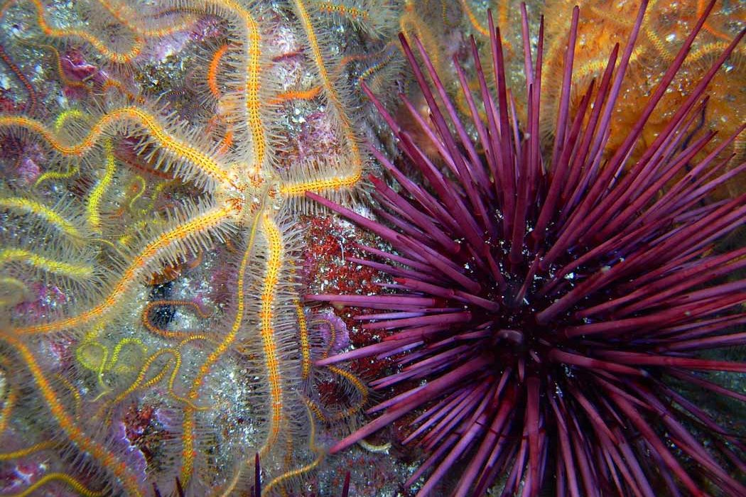 brittle star and urchin