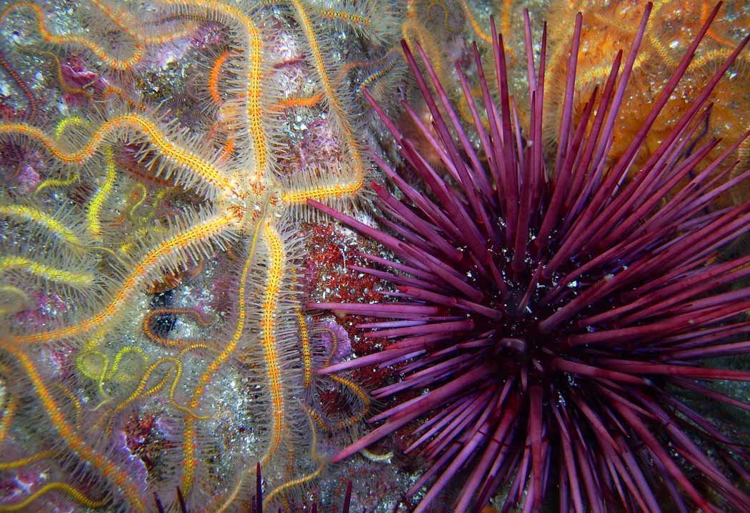 Featured image of post Snot Sea Cucumber Animal Sea cucumbers are found all over the world and are particularly abundant in the asia pacific region