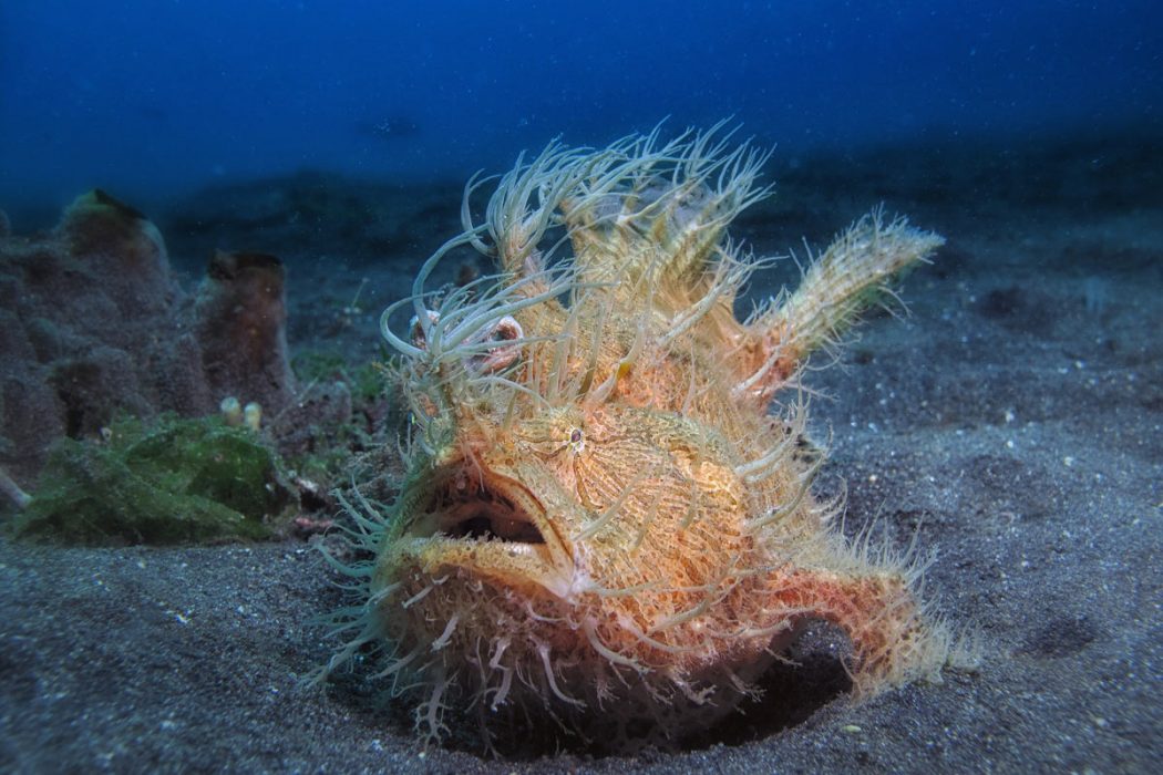 They've Got Faces Only Their Mothers Could Love: Frogfishes ...