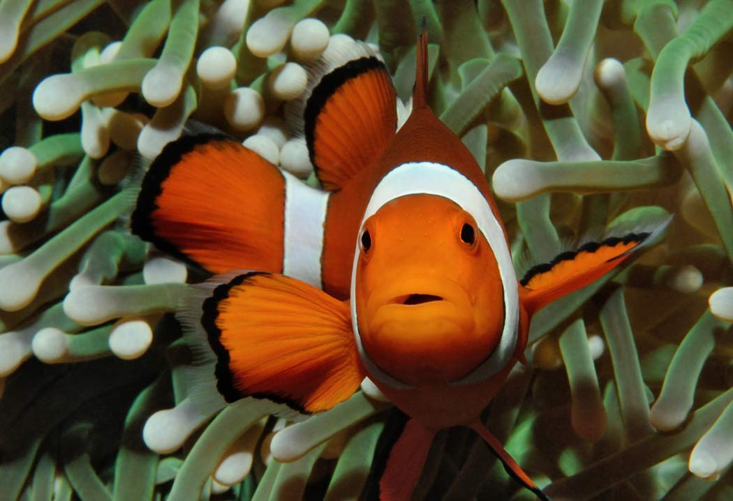 Clownfish Invasive Species Scuba Diving News Gear Education