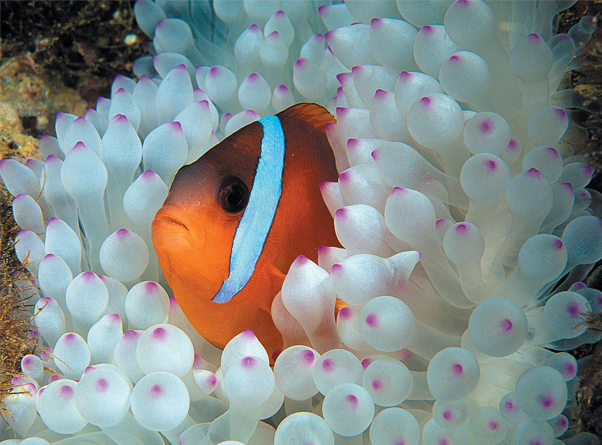 anemonefish