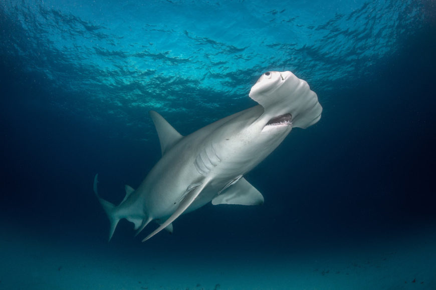 How did the Hammerhead get it's Hammer? | Dive Training Magazine