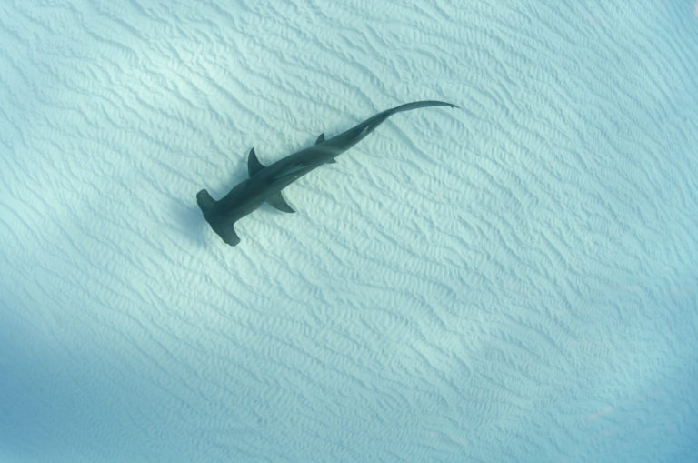 How did the Hammerhead get it's Hammer? Dive Training Magazine
