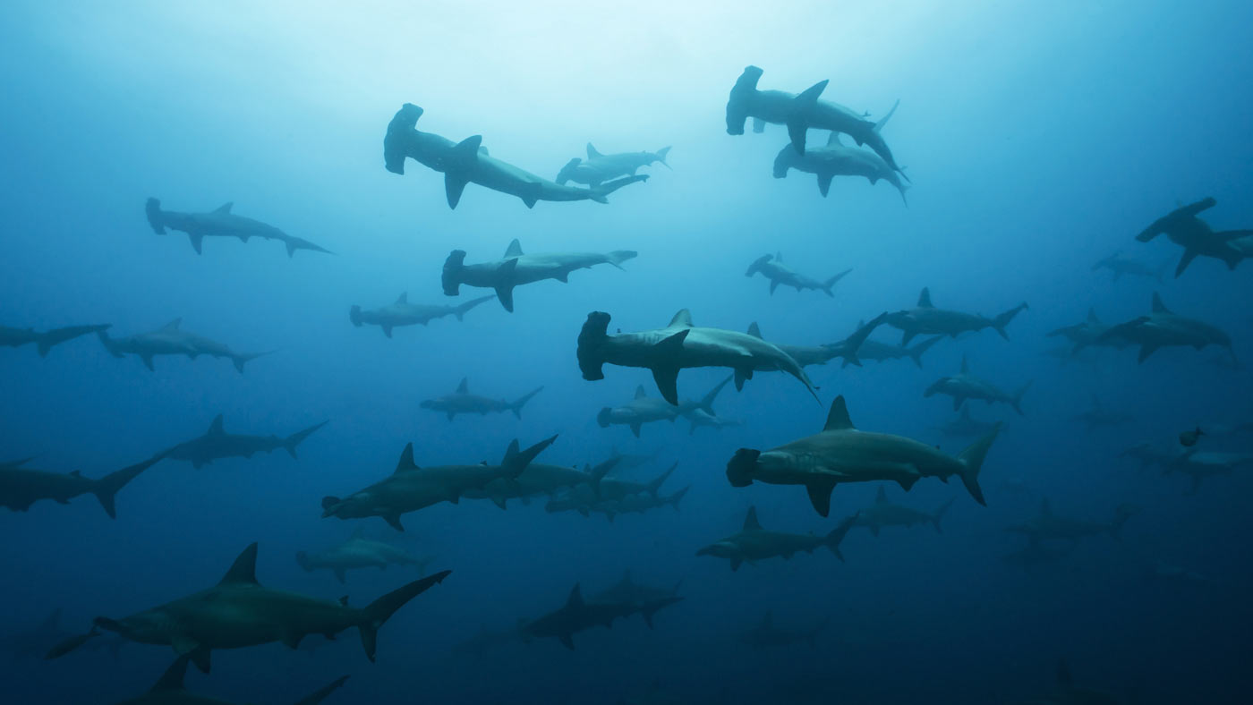 school of hammerheads