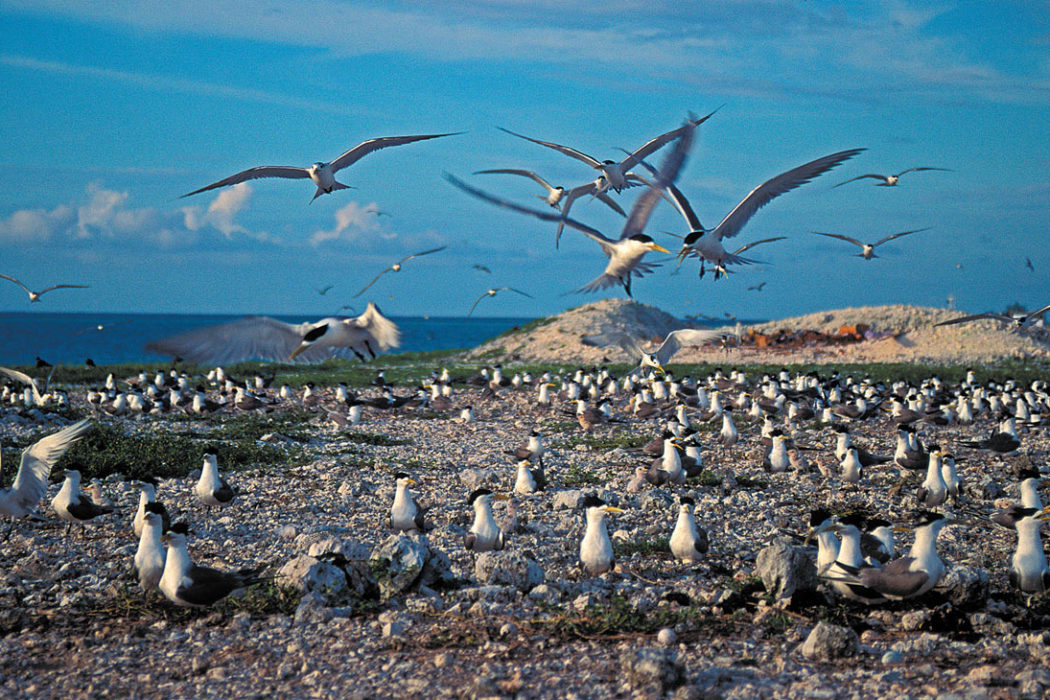 List Of Diving Seabirds - Memugaa