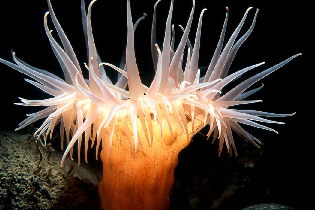 sea anemone