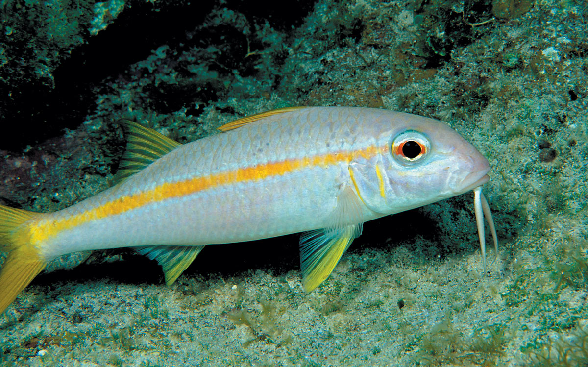 goatfish