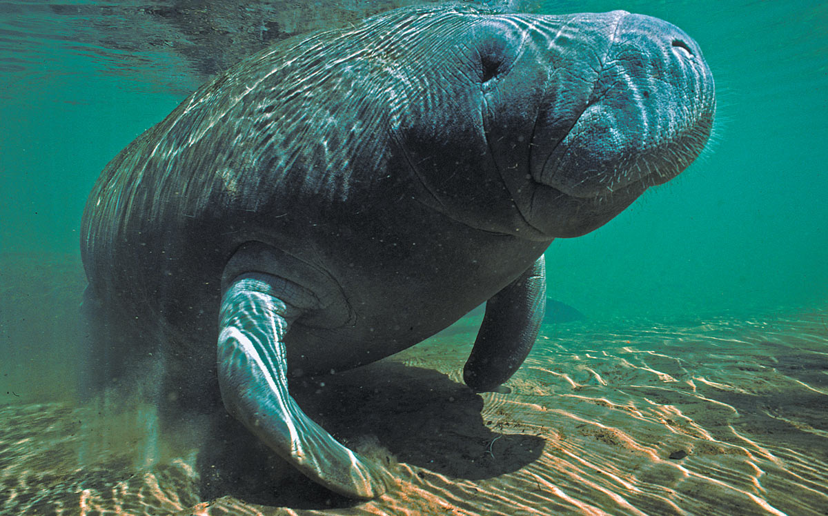 manatee