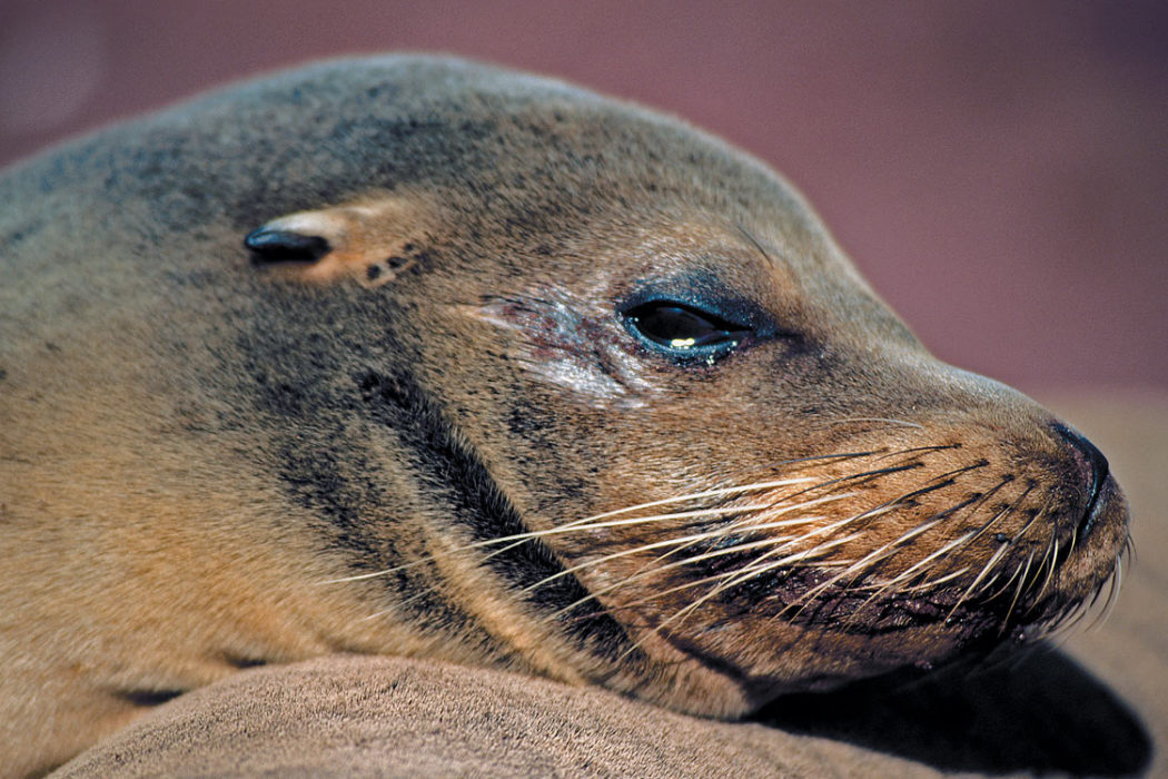 sea lion