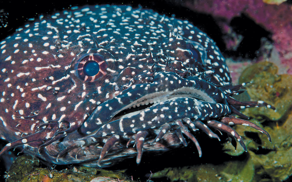 toadfish