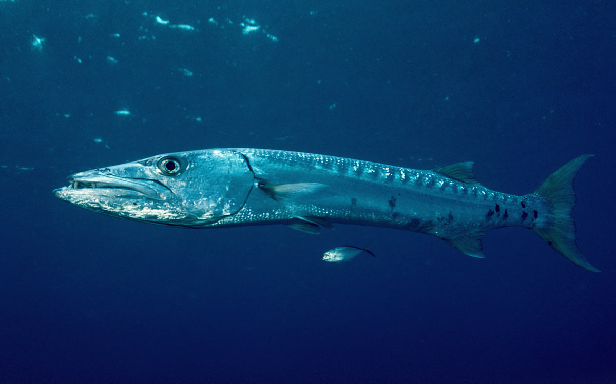 barracuda