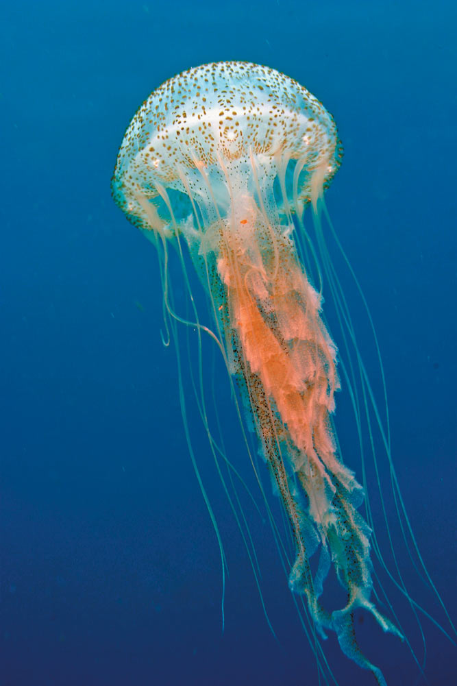 jellyfish