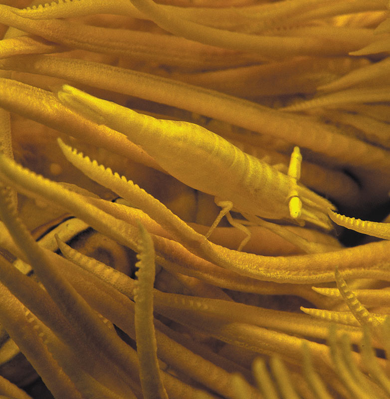 Malaysian crinoid shrimp