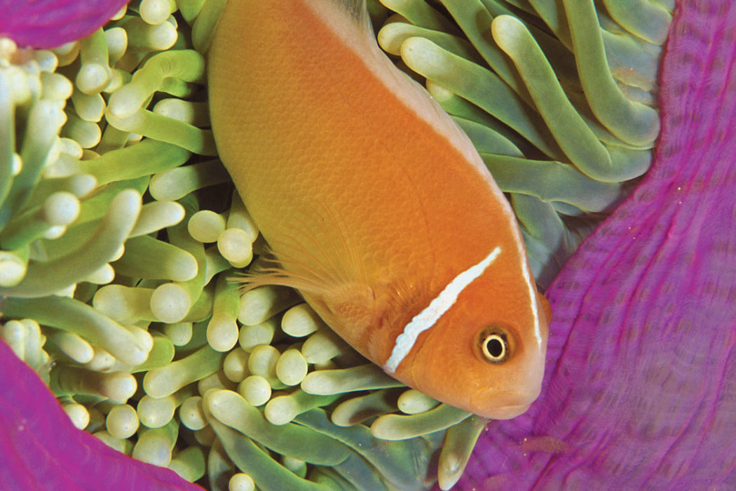 anemonefish