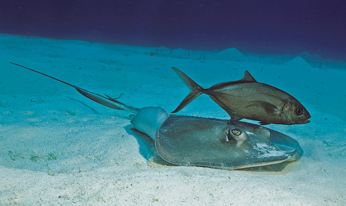 southern stingray and bar jack