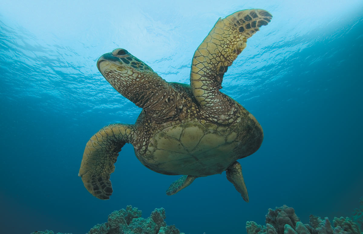 sea turtle