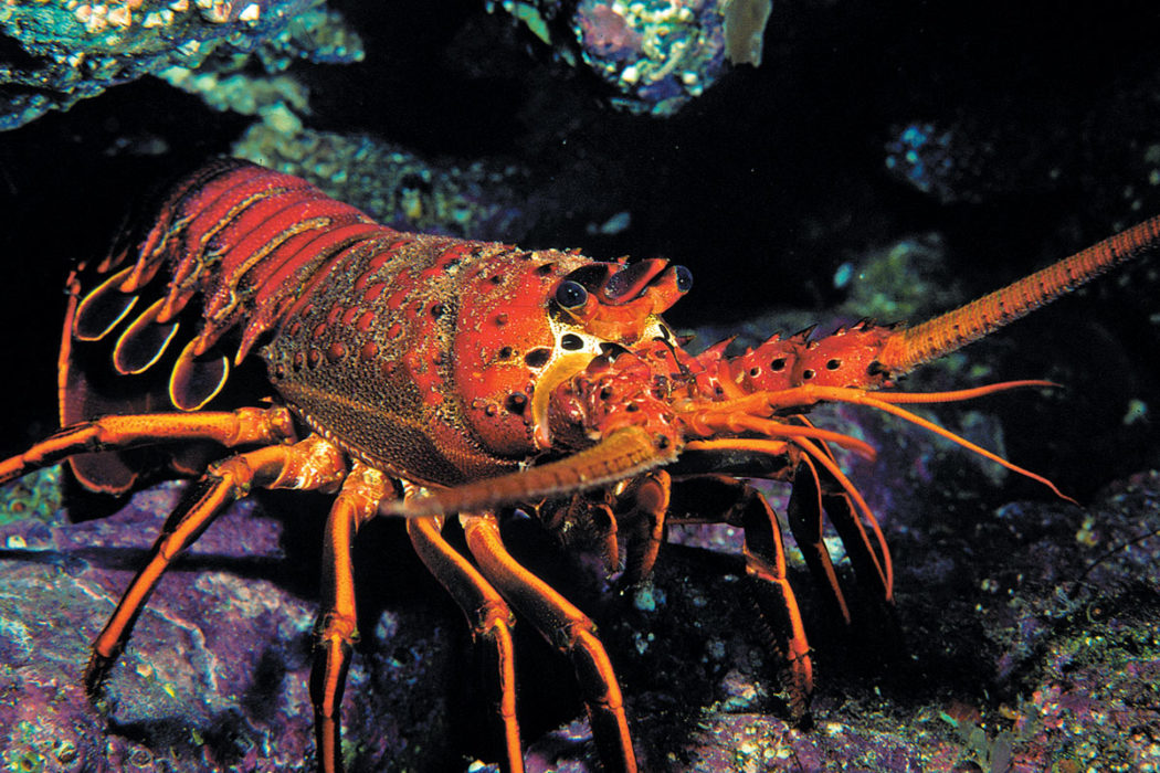 Spiny, Slipper, Regal and Rock: The Secret Lives of Lobsters | Scuba ...