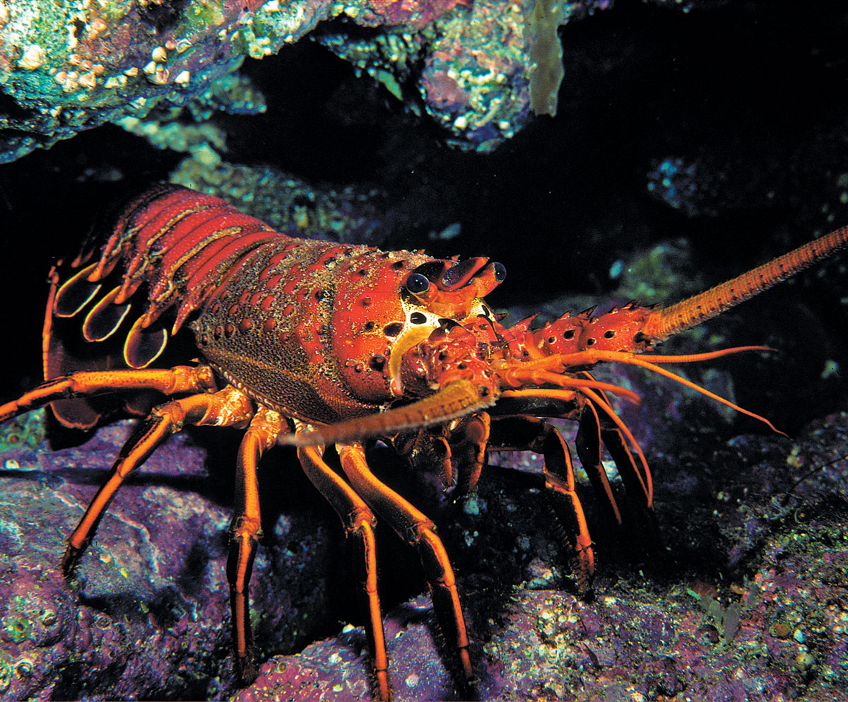 Spiny, Slipper, Regal and Rock: The Secret Lives of Lobsters | Scuba Diving News, Gear, Education | Dive Training Magazine