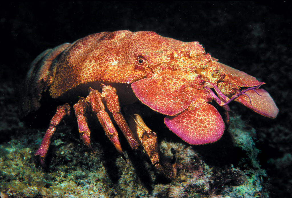 Spiny, Slipper, Regal And Rock The Secret Lives Of Lobsters Dive