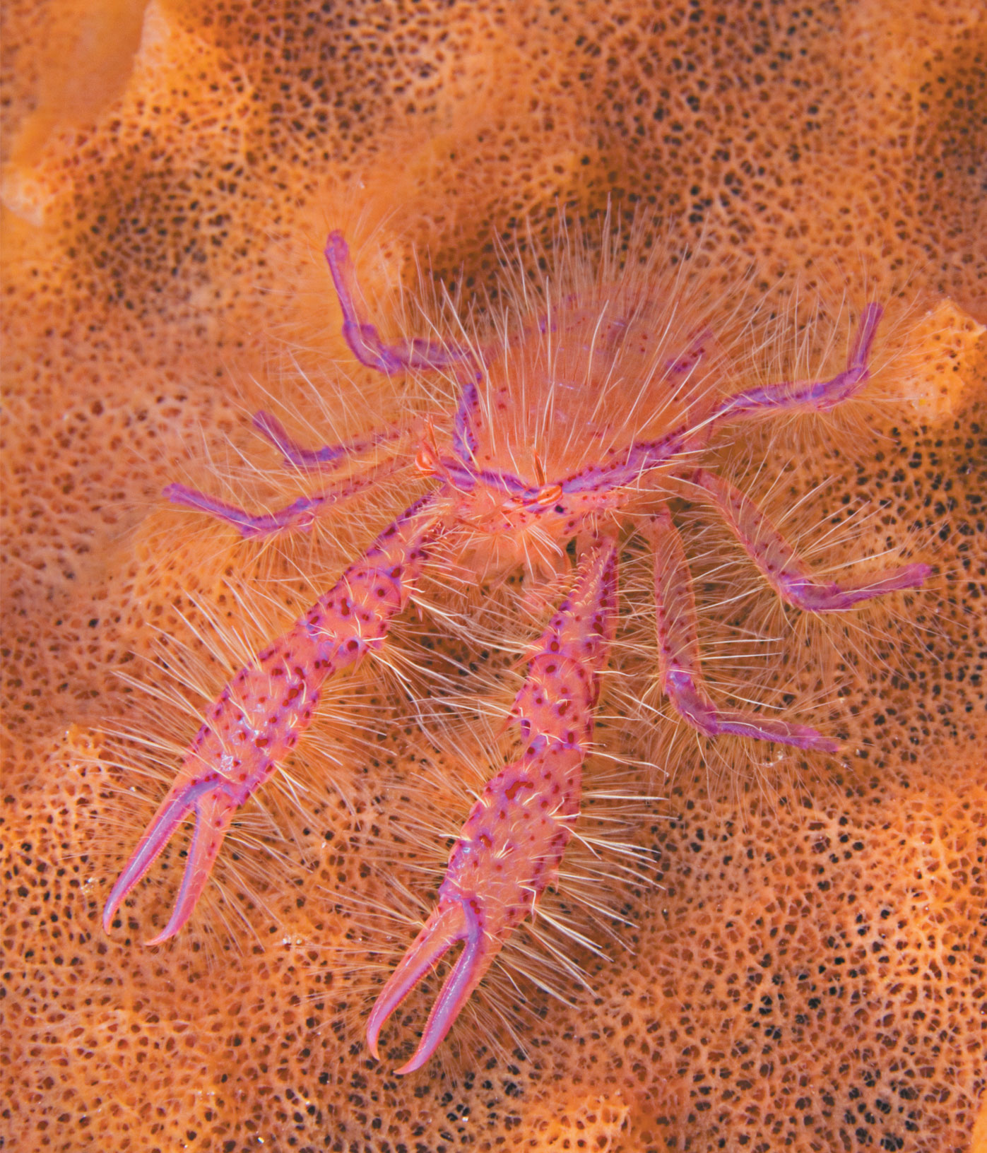 regal slipper lobster