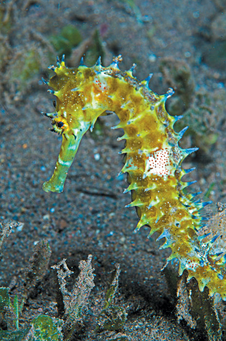 sea horse