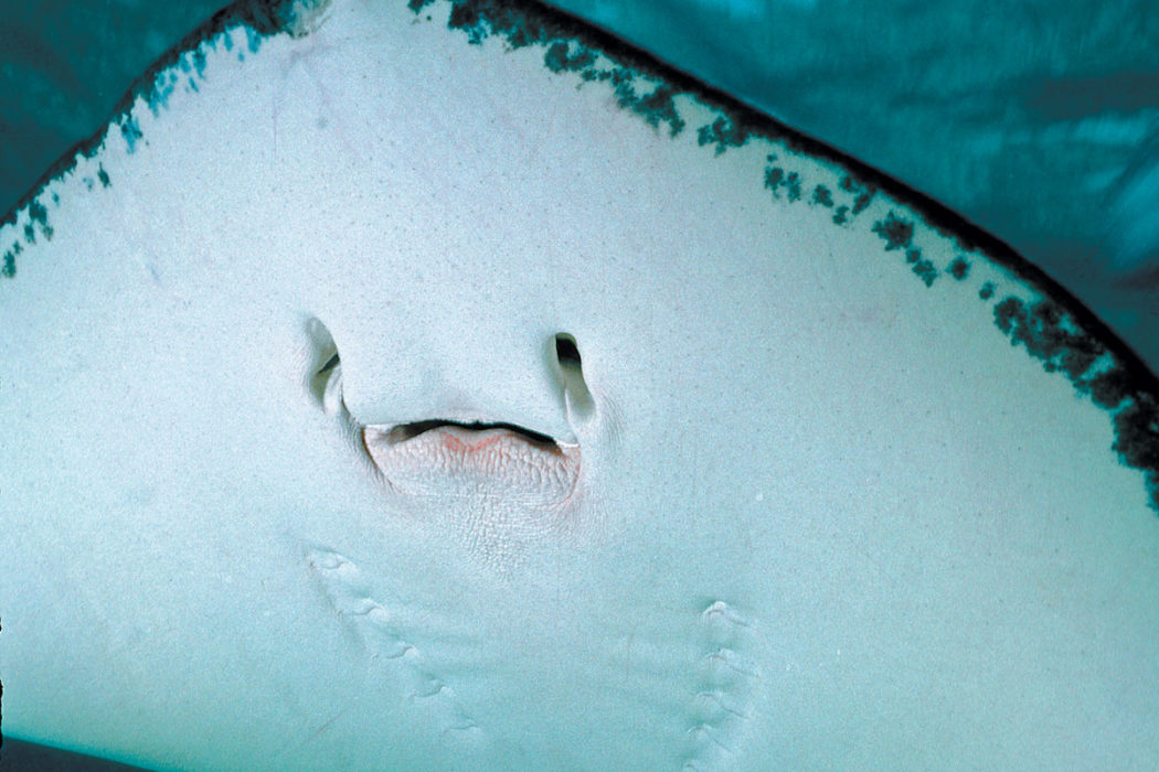 More Than A Mouthful How Fishes Use Their Mouths Scuba Diving