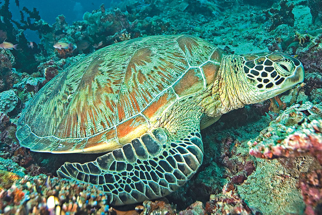 An Interesting Dive Buddy: The Green Sea Turtle | Scuba Diving News, Gear,  Education | Dive Training Magazine