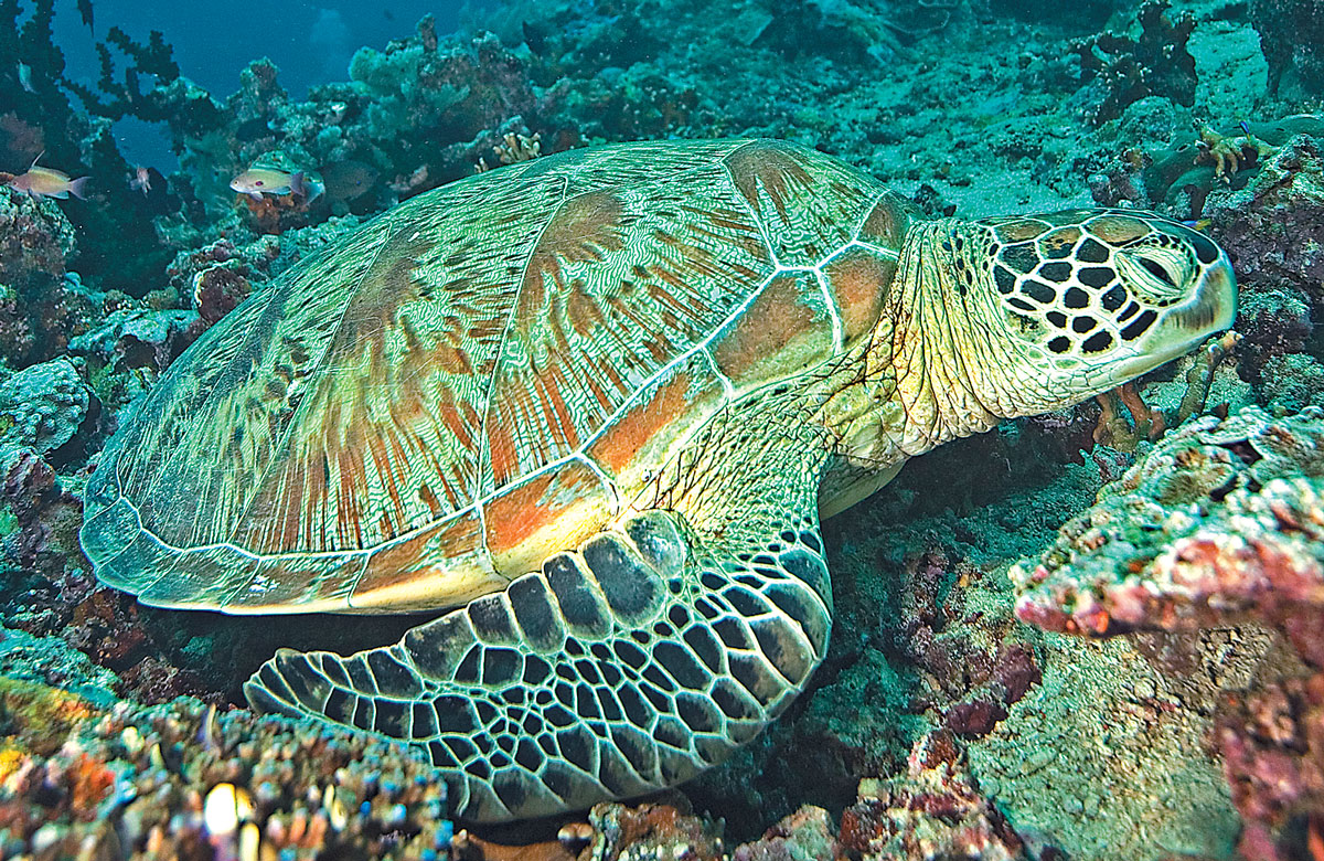 An Interesting Dive Buddy: The Green Sea Turtle | Scuba Diving News