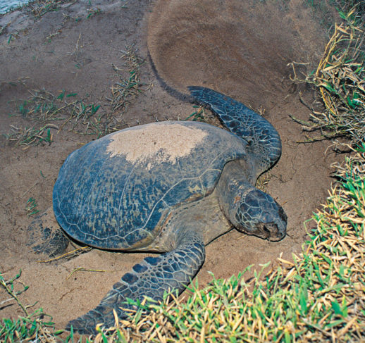 An Interesting Dive Buddy: The Green Sea Turtle | Scuba Diving News ...