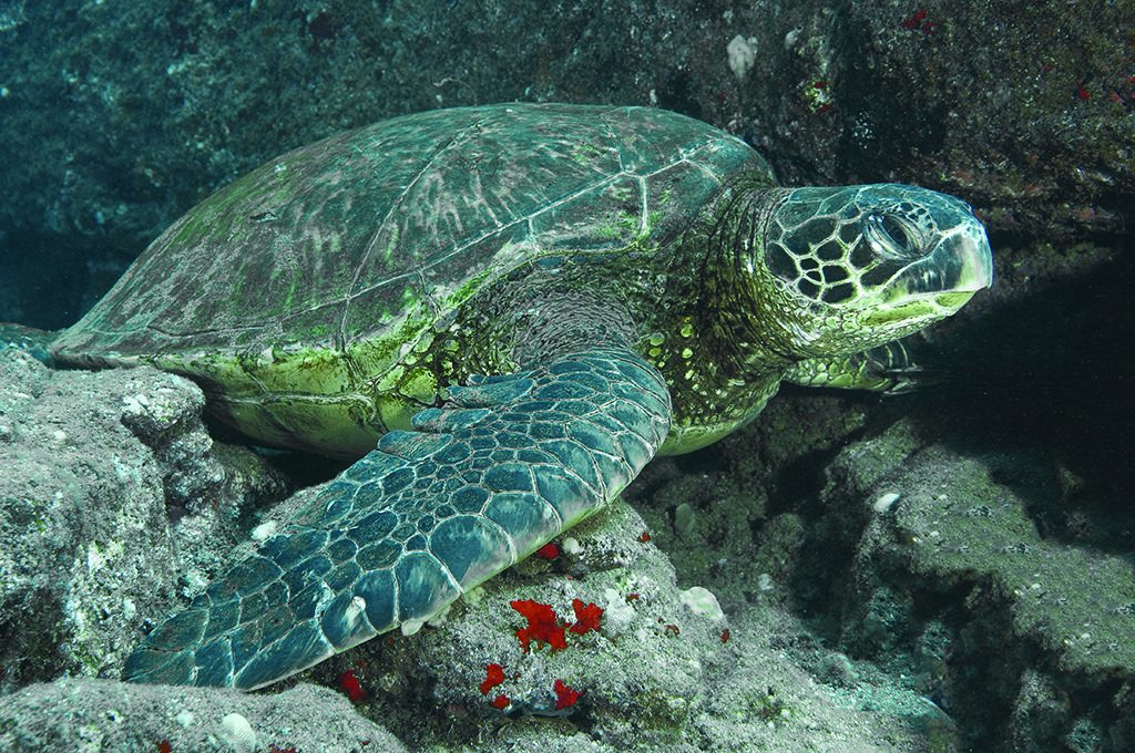 Scuba Diving | Photo by Marty Snyderman