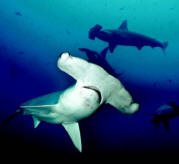 Hammerhead