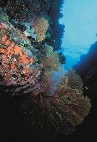 Great Barrier Reef