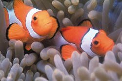 Clownfish