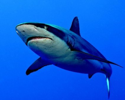 Gray reef shark