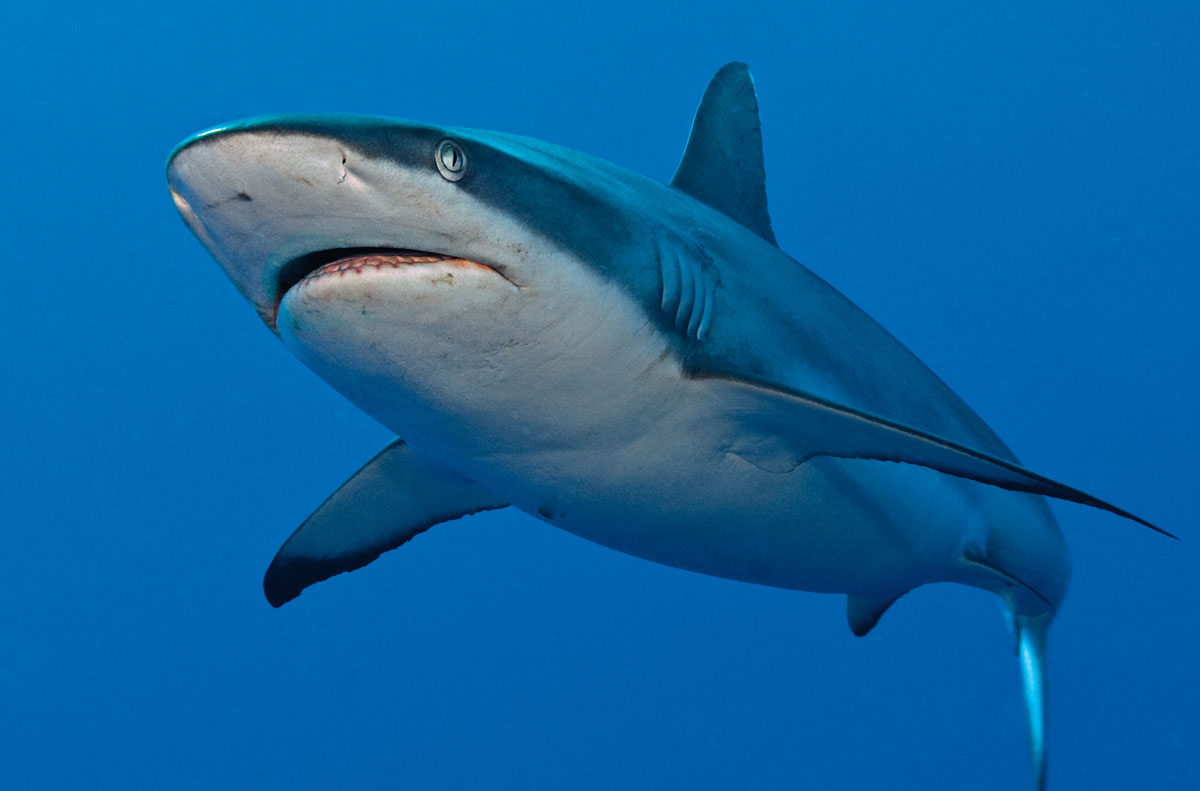 gray reef shark