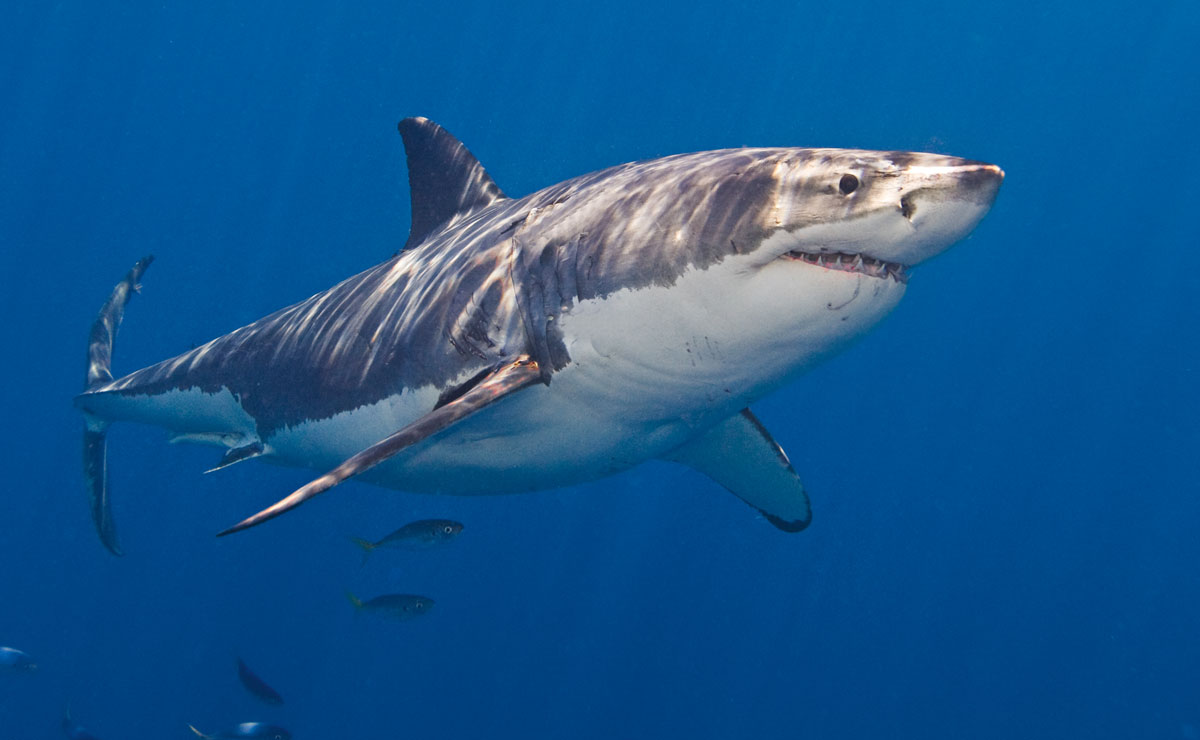 great white shark