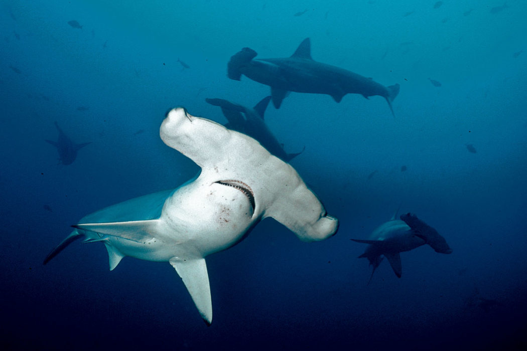 hammerhead