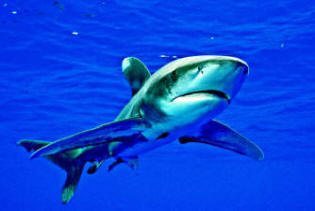 Oceanic Whitetip