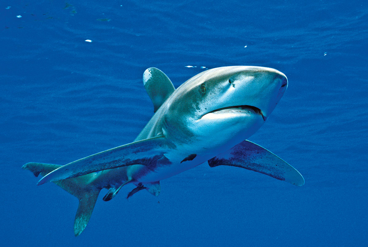 oceanic whitetip