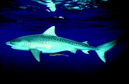 Tiger Shark