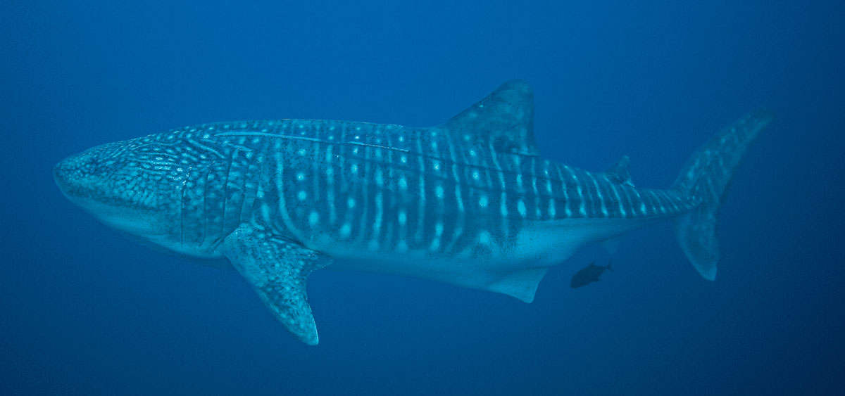 whale shark