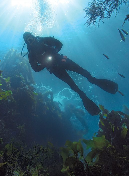 Kelp Diving: Photo by Joseph C. Dovala