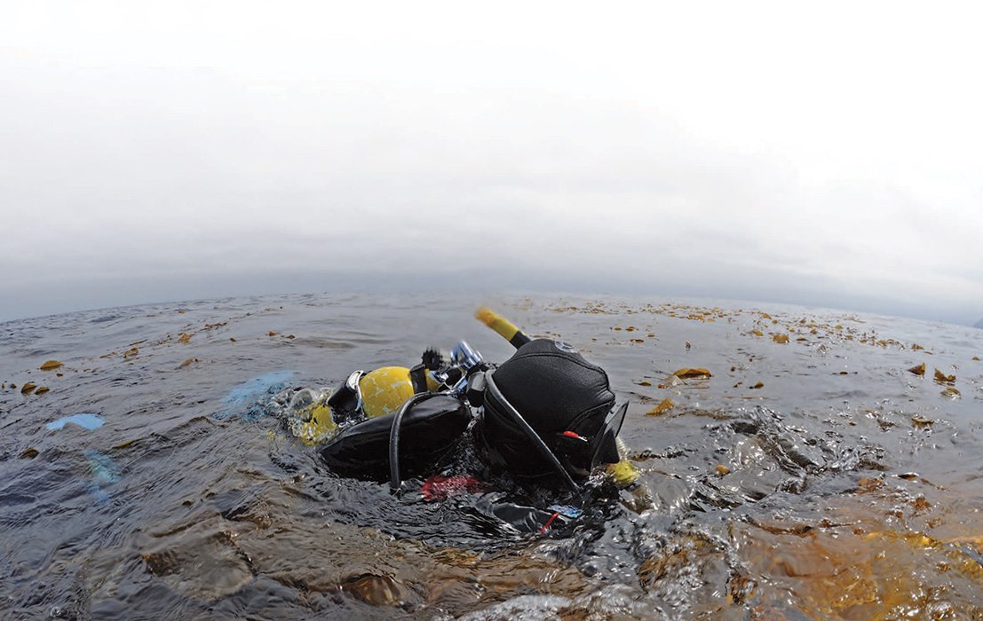 Kelp Diving: Photo by Joseph C. Dovala